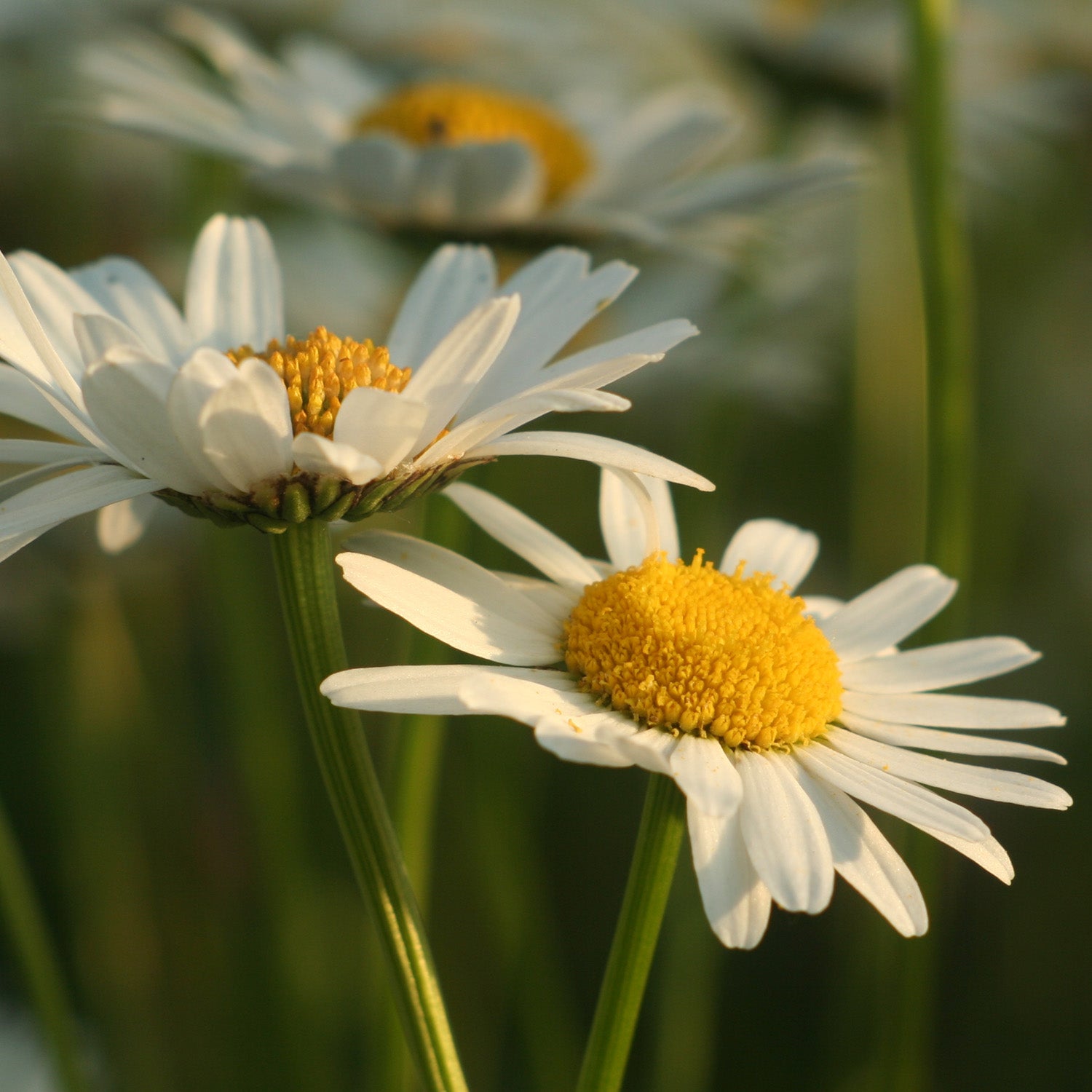Kamillenblüte als Visualisierung für den Inhaltsstoff Kamillenextrakt